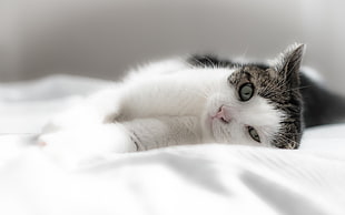 cat laying on white textile HD wallpaper