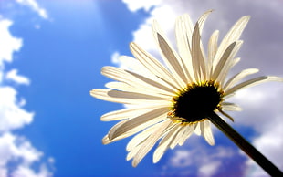 worm's eye view photography of white sunflower under cloudy blue sky during daytime HD wallpaper