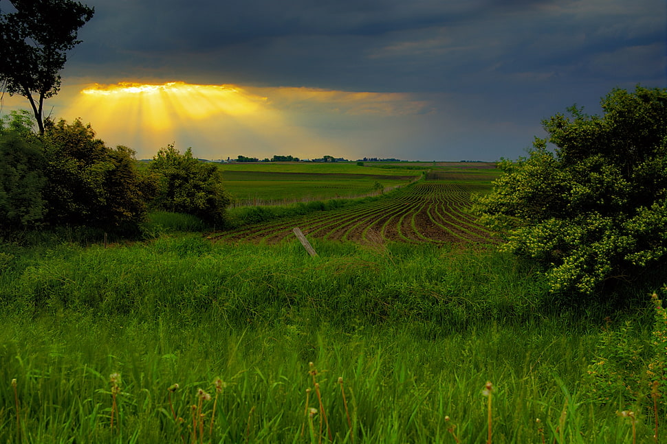 green grass and trees during sunset HD wallpaper