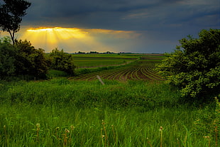 green grass and trees during sunset