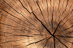 close up photo of wood HD wallpaper