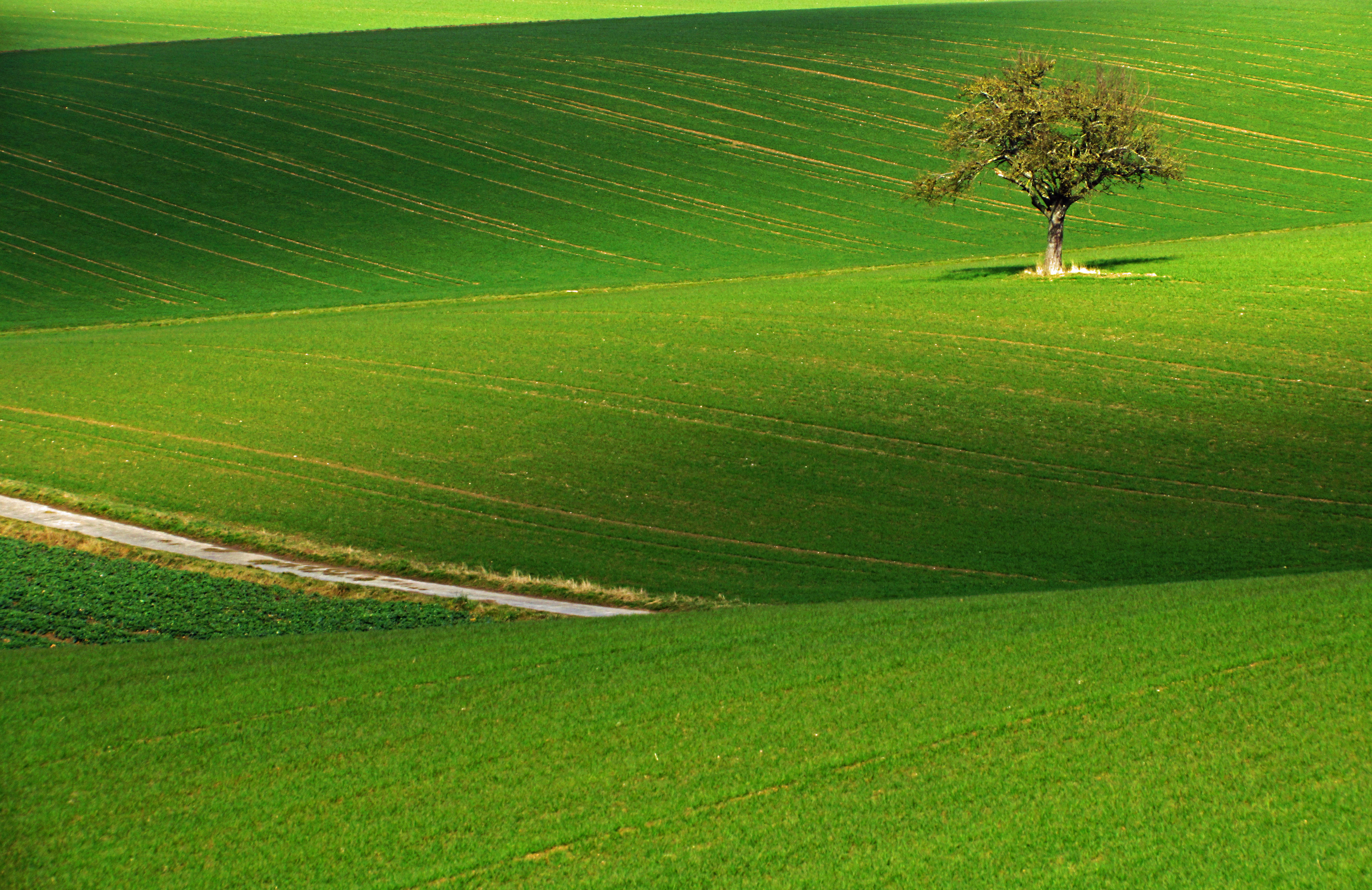 green lawn grass