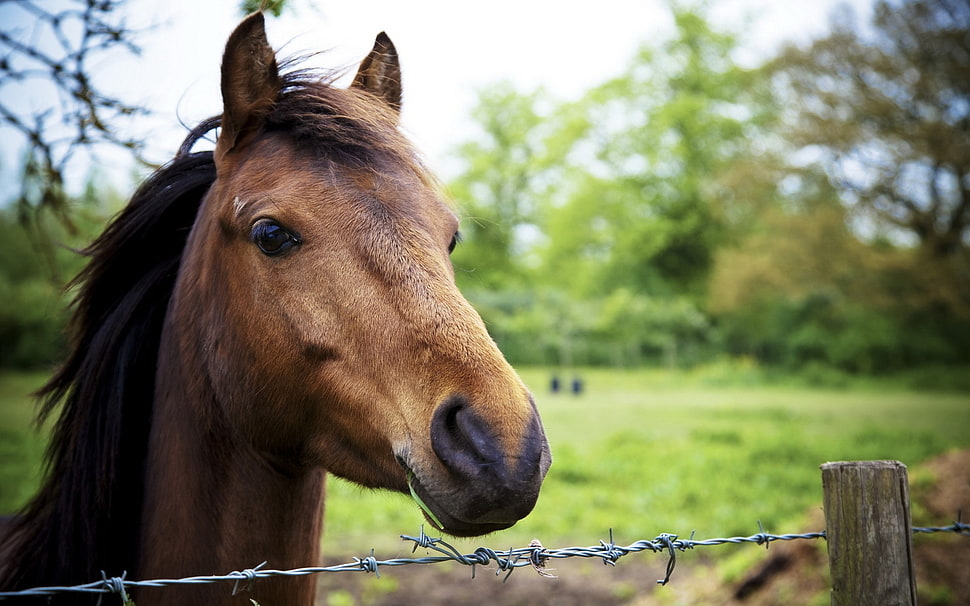 brown horse near fence photo HD wallpaper
