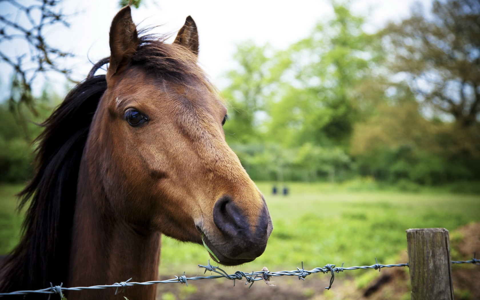 brown horse near fence photo