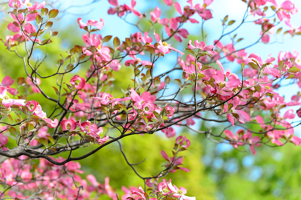 selective focus photography of Cherry Blossoms HD wallpaper