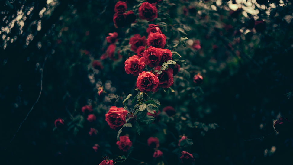 red rose flower arrangement on selective focus photoghraphy HD wallpaper