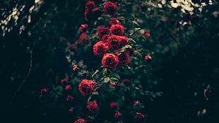 red rose flower arrangement on selective focus photoghraphy