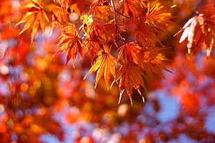 selective focus photography of orange leaf tree HD wallpaper