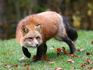 red fox on grass field at daytime