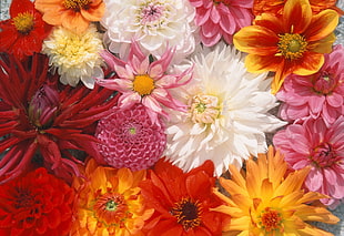 cluster petaled flowers arrangement HD wallpaper