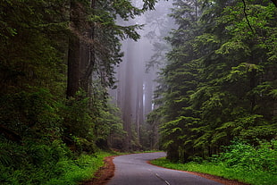grey road between green leaf tall trees