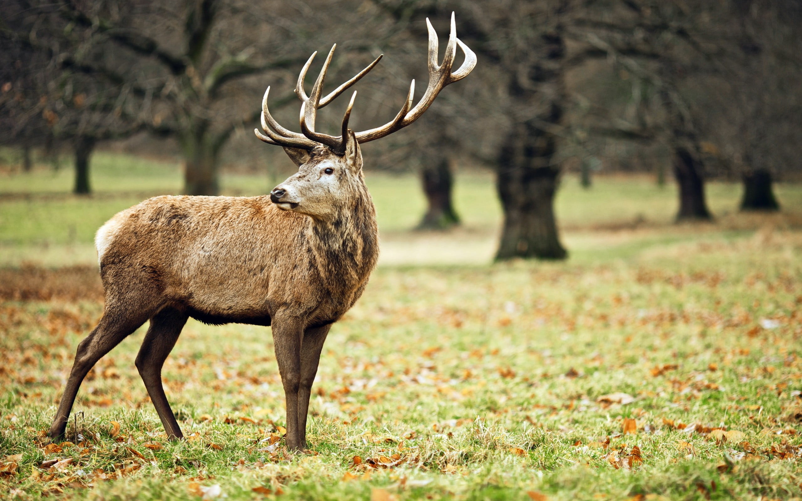 Brown stag, animals, nature HD wallpaper | Wallpaper Flare