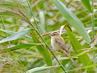 yellow and brown bird on green rice plant, sedge warbler