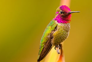 green and pink bird perched on stem closeup photography HD wallpaper