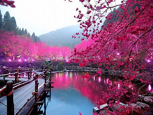 person taking a photo of pink trees