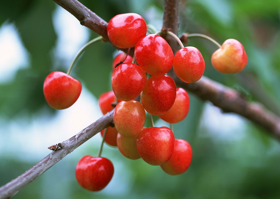 red fruits in tree HD wallpaper