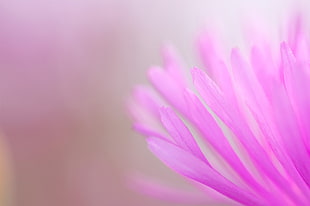 pink Color, nature, plant, petal