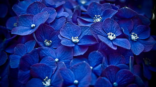 selective focus of purple petaled flowers HD wallpaper