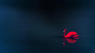 red swan, animals, swan