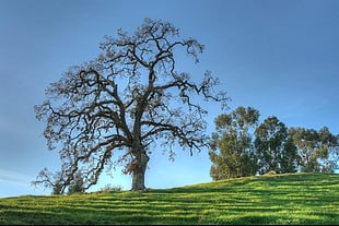 trees on hill under clear blue sky during daytime, oak trees HD wallpaper