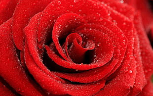 red rose in selective focus photography HD wallpaper