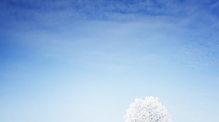 white leaf tree in blue sky photo