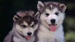 two short-coated white-and-brown puppies, animals, dog, хаски, puppies