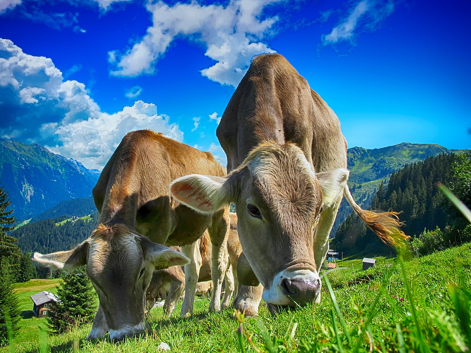 brown cattle eating grass under cloudy blue sky during daytime HD wallpaper