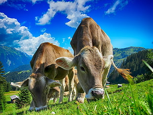 brown cattle eating grass under cloudy blue sky during daytime