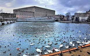 flock of ducks on water, cityscape, river, animals, Stockholm
