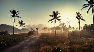 road between coconut trees at daytime