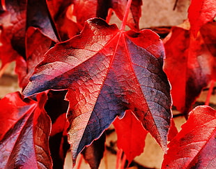 red maple leaves HD wallpaper