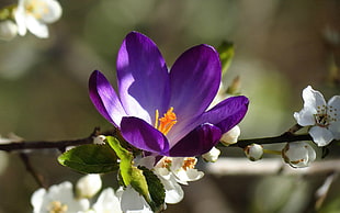 purple and white petal flower, flowers, purple, macro, plants HD wallpaper
