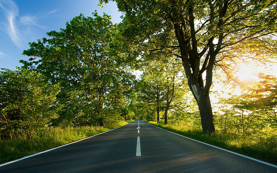 gray asphalt road, photography, nature, plants, trees HD wallpaper