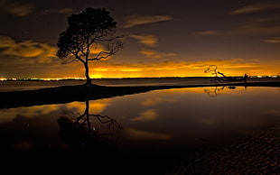 silhouette of tree near body of water during sunset, trees, alone, water, clouds