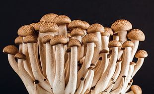 close up photography of brown mushrooms HD wallpaper