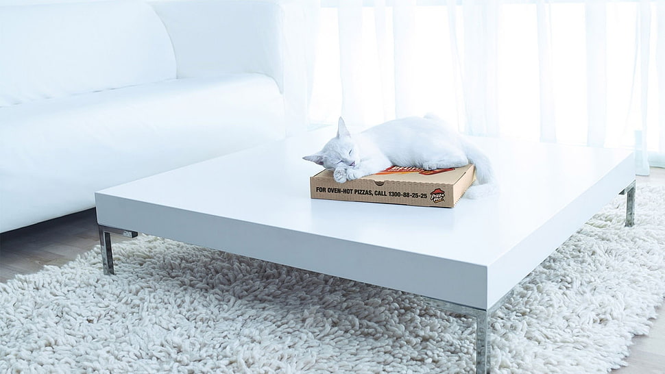 white cat, cat, pizza, boxes, table HD wallpaper