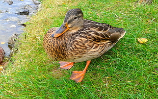 brown and white Mallard duck