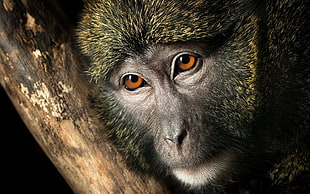 closeup photography of brown primate