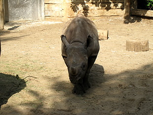 black Rhinoceros HD wallpaper