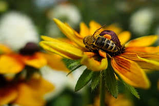 Honey Bee on yellow petaled flowers HD wallpaper