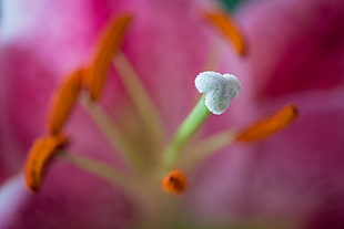 macro photography of petaled flower
