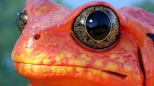 close-up photography of red frog