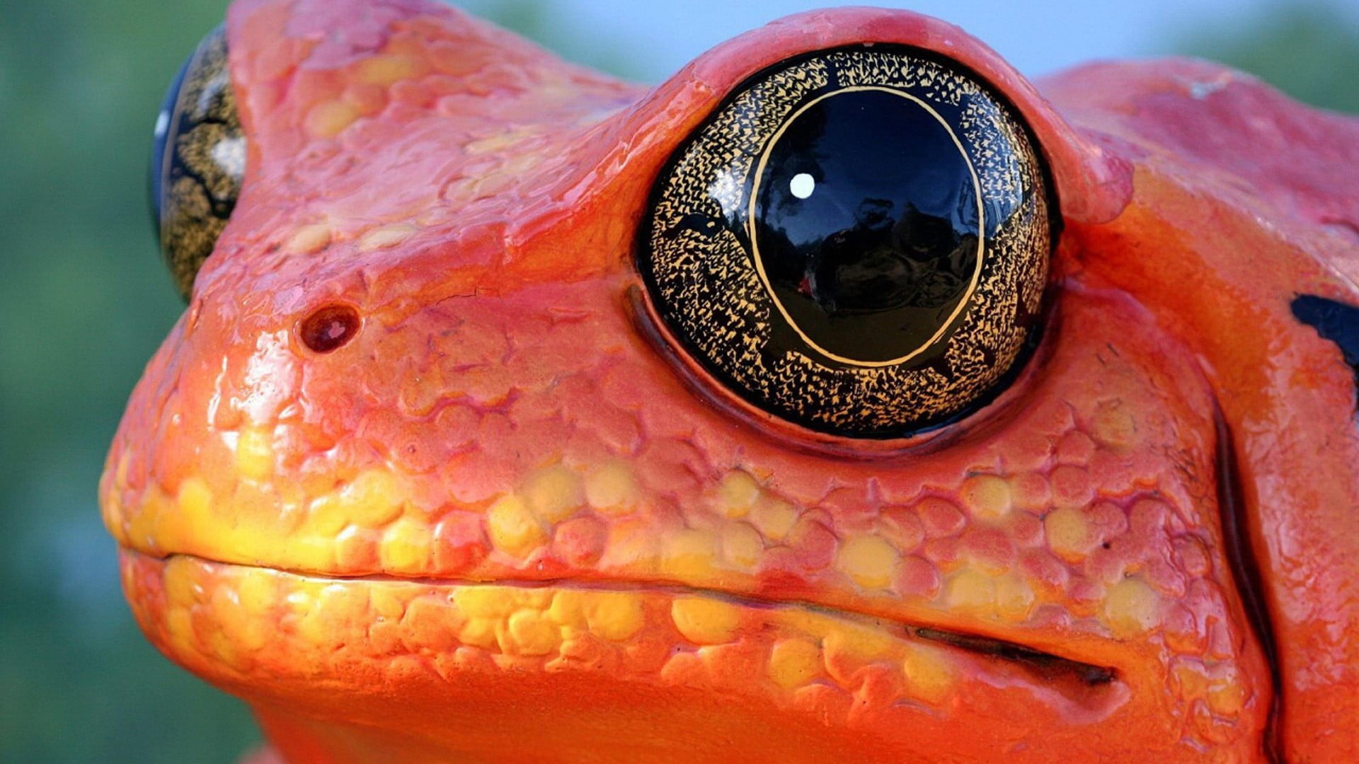 close-up photography of red frog