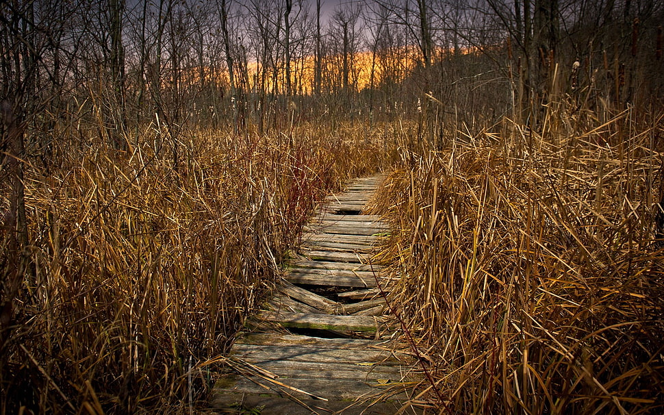 brown footpath, forest, road HD wallpaper