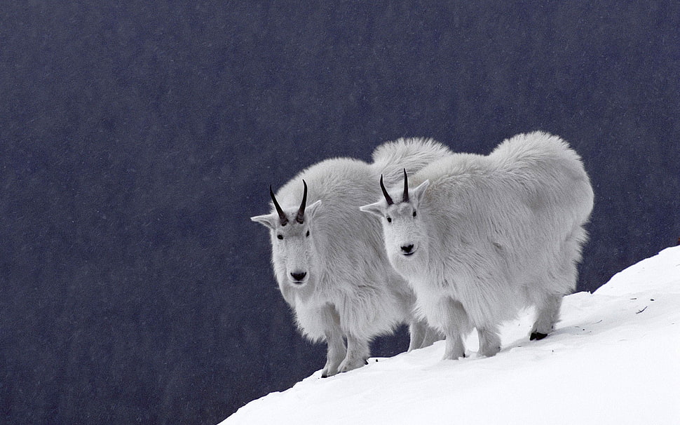 two white goats, goats, animals HD wallpaper