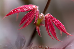red petal flower in shallow focus photography HD wallpaper