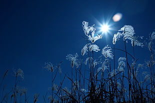 low angle photo of grass during night time