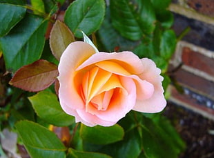 selective focus photo of pink Rose flower