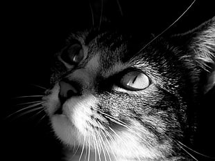 closeup photo of gray and white cat